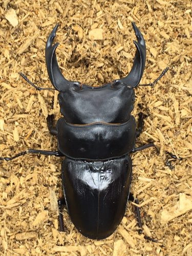 大型個体 オオクワガタ ヒラタクワガタ マツノインセクト 大型個体 オオクワガタ ヒラタクワガタ マツノインセクト