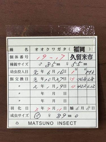 久留米産オオクワガタ専門店『OokuwaMemories』