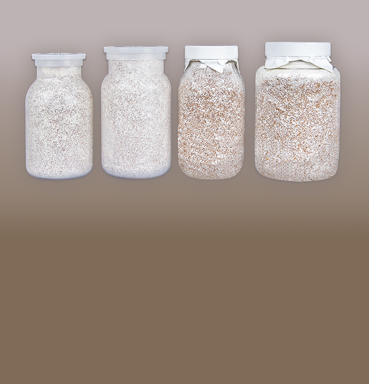 クワガタのことなら お任せください!