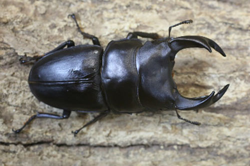 愛知県産（祖父江）オオクワガタ　81mm